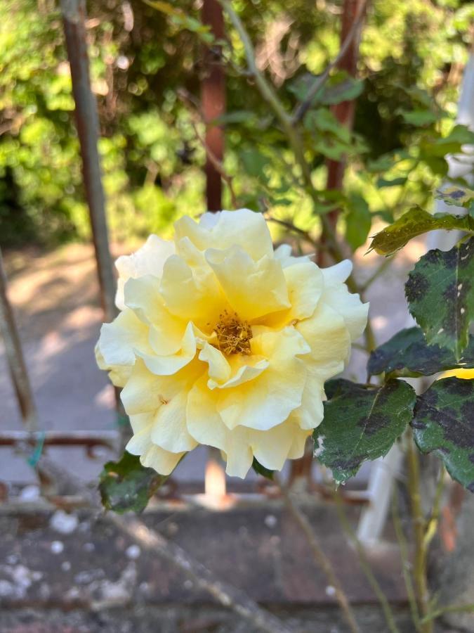 Borgo Al Canto Degli Alberi Λούκα Εξωτερικό φωτογραφία