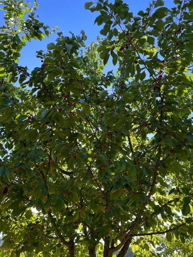 Borgo Al Canto Degli Alberi Λούκα Εξωτερικό φωτογραφία